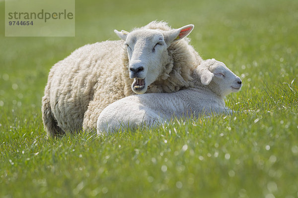 Muttertier und Lamm auf der Wiese  Keitum  Sylt  Schleswig-Holstein  Deutschland  Europa