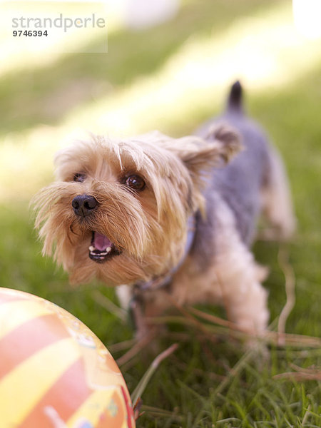 Hund Gras Ball Spielzeug spielen