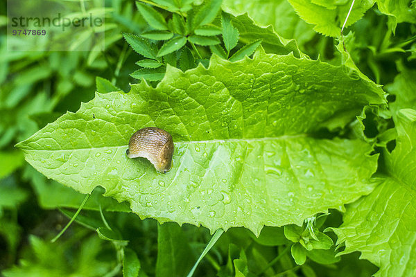 nass Pflanzenblatt Pflanzenblätter Blatt Close-up Schnecke Gastropoda