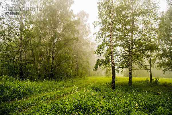 Baum Dunst Wald Strauch