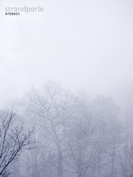 Baum Nebel nackt