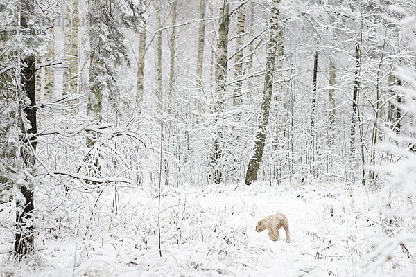 Winter Wald Hund