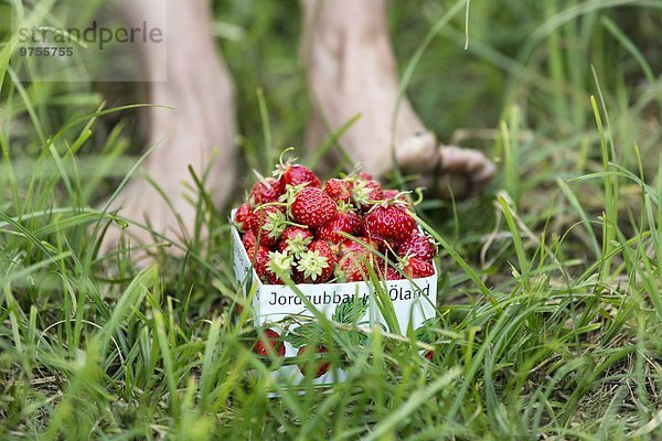 Strawberries in box  feet on background