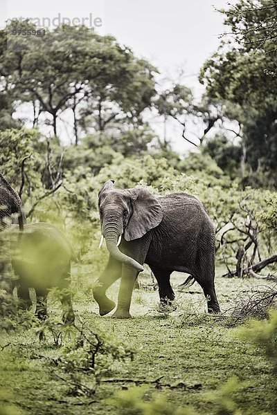 Elephants walking