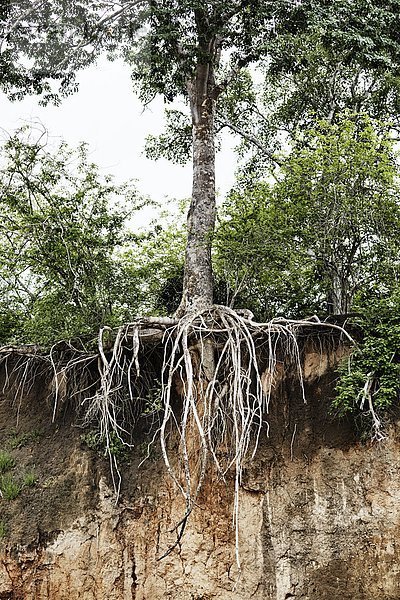 Baum Steilküste hängen Wurzel