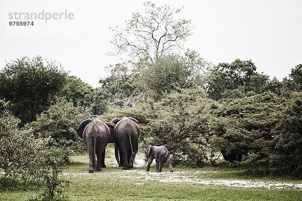 Elephants walking