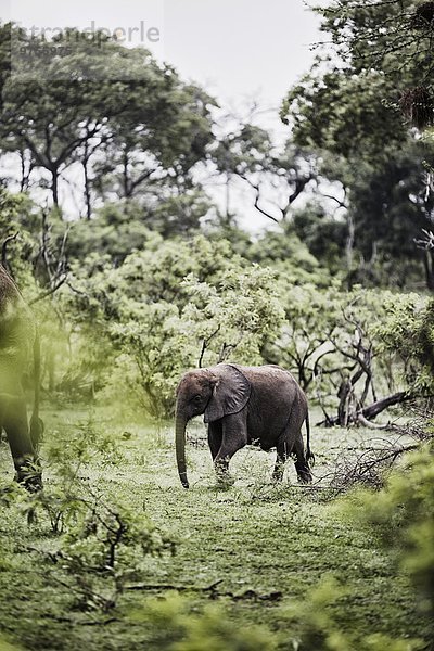 Elephant walking