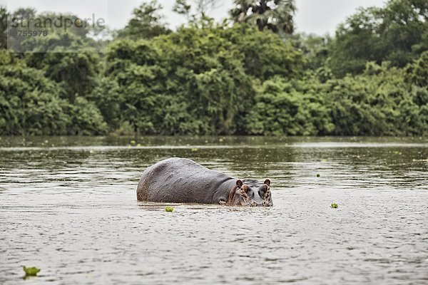 Wasser Flusspferd Hippopotamus amphibius