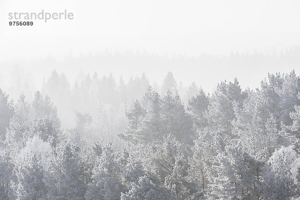 Wald Nebel Kälte
