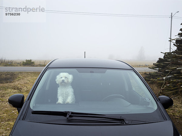 sehen Fenster Auto Hund blättern