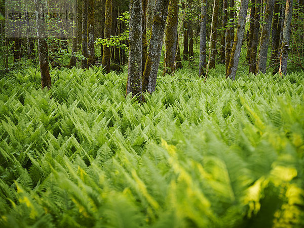 Wald Farn