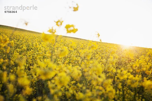 Blume Feld Raps Brassica napus