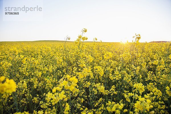 Blume Feld Raps Brassica napus