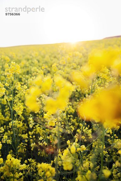 Blume Feld Raps Brassica napus