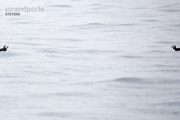 Norwegen  zwei Papageitaucher auf dem Wasser mit Regentropfen