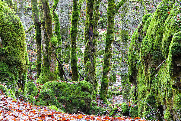 Spanien  Naturpark Urbasa-Andia  Moosgewachsene Bäume
