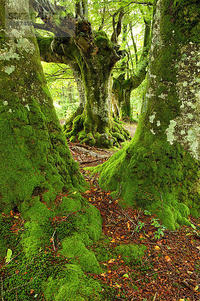 Spanien  Bäume im Naturpark Urkiola