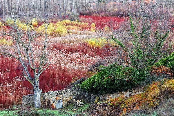 Spanien  Cuenca  Weidenanbau in Canamares im Herbst