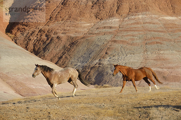 USA  Wyoming  Big Horn Mountains  zwei galoppierende Wildpferde