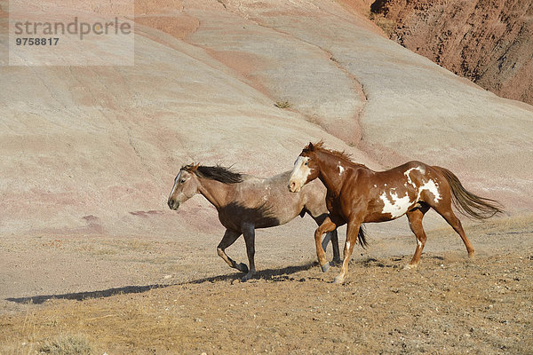 USA  Wyoming  Big Horn Mountains  zwei laufende Wildpferde