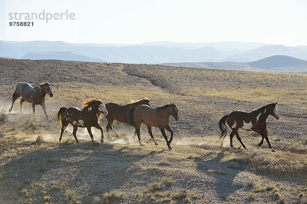 USA  Wyoming  fünf Wildpferde im Ödland