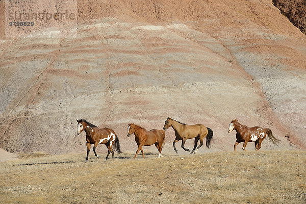 USA  Wyoming  Big Horn Mountains  vier galoppierende Wildpferde