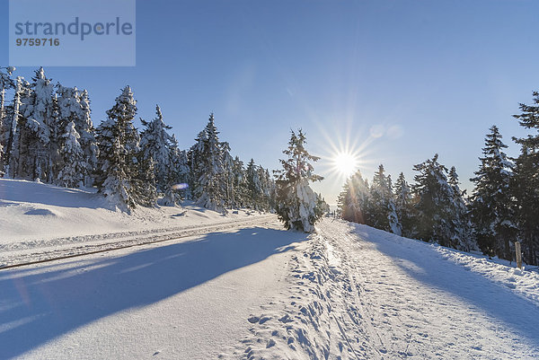 Deutschland  Sachsen-Anhalt  Nationalpark Harz  Wanderweg im Winter  gegen die Sonne
