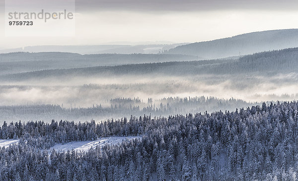 Deutschland  Sachsen-Anhalt  Nationalpark Harz  Nadelwald und Nebelschwaden im Winter