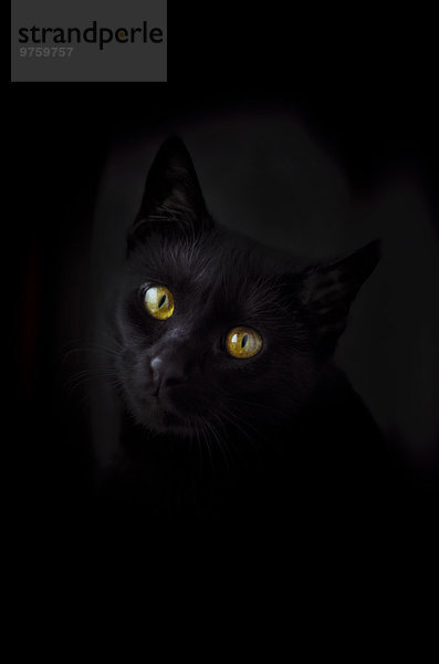 Gesicht der schwarzen Katze vor schwarzem Hintergrund