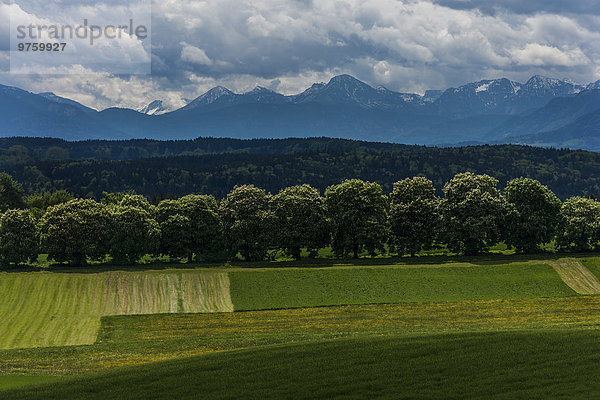 Deutschland  Icking  Blick auf die Alpen mit Ahornreihe und Feldern im Vordergrund
