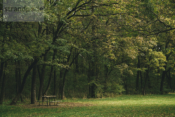 Bulgarien  Sofia  West Park  Bank und Tisch bedeckt mit Herbstblättern