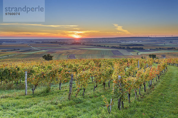 Österreich  Burgenland  Kreis Oberpullendorf  bei Neckenmarkt  Weinberge bei Sonnenaufgang im Herbst  Blick über Deutschkreutz  Blaufränkischland