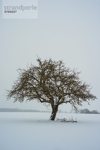 Deutschland  Baden-Württemberg  Apfelbaum im Winter