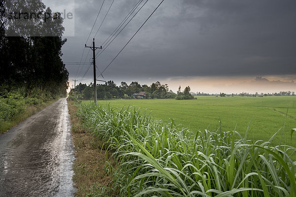 Vietnam  Can Tho  Reisfelder bei Regenwetter