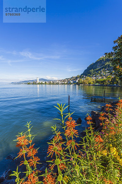 Schweiz  Genfersee  Montreux  Stadtbild mit Blumen im Vordergrund