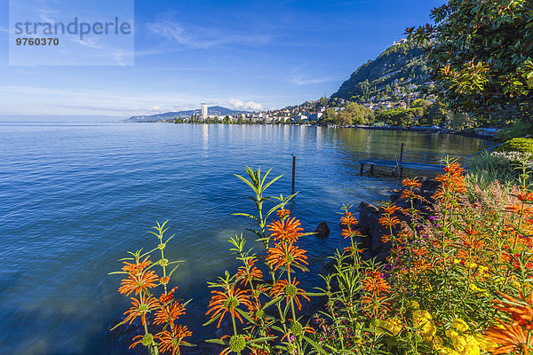 Schweiz  Genfersee  Montreux  Stadtbild mit Blumen im Vordergrund