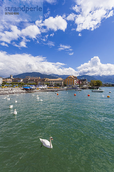 Schweiz  Vevey  Genfersee  Stadtbild mit Schwan