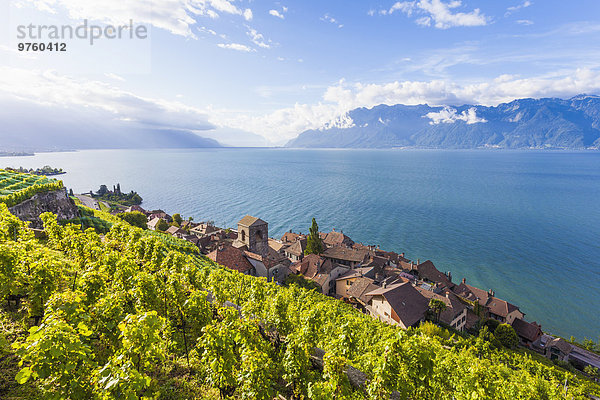 Schweiz  Lavaux  Genfersee  Weinbaugebiet Saint-Saphorin