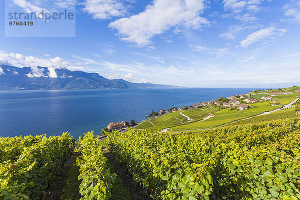 Schweiz  Lavaux  Genfersee  Weinbaugebiet Rivaz