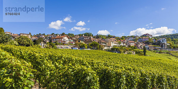 Schweiz  Lavaux  Genfersee  Weinbaugebiet Chexbres