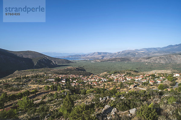 Griechenland  Mittelgriechenland  Olivenbäume in Delphi
