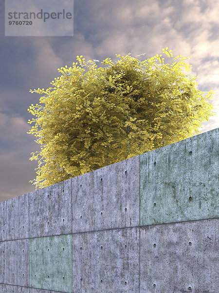 Robinie pseudoacacia umbraculifera hinter Betonwand  3D-Rendering