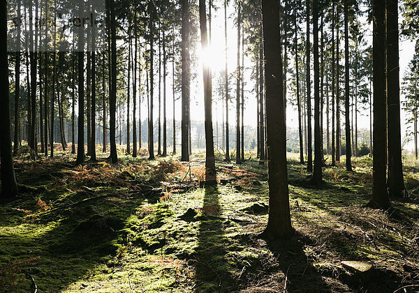 Deutschland  Wald im Gegenlicht