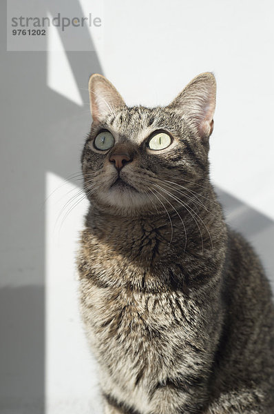 Tabby Katze im Sonnenlicht