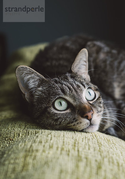 Portrait einer Katze auf einer Couch liegend