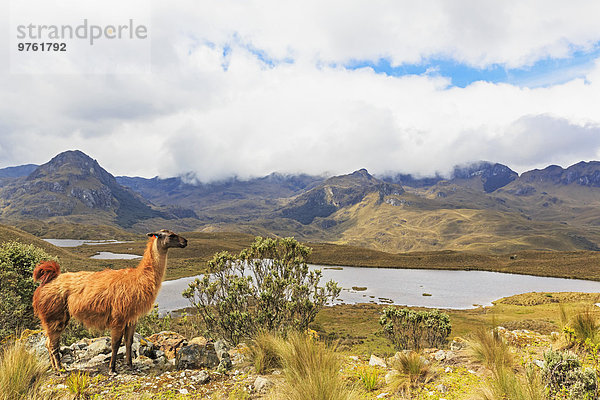Ecuador  Cajas Nationalpark  Lama auf einem Hügel vor einer Lagune stehend