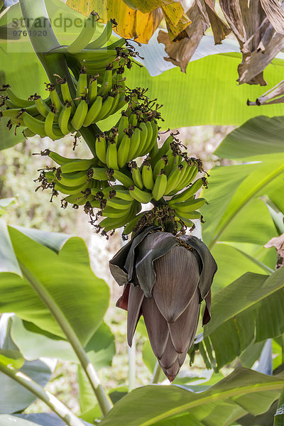 Kuba  Bananenpflanze mit Früchten