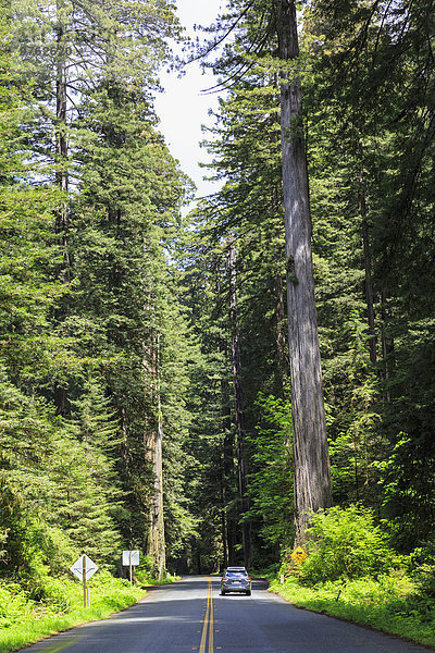 USA  Kalifornien  Redwood Nationalpark