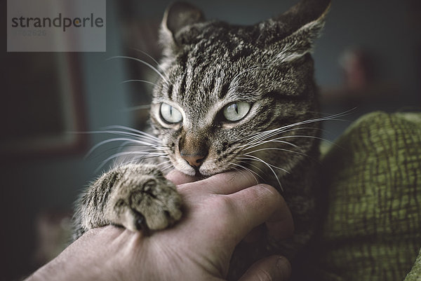 Porträt einer Katze  die die Hand des Besitzers beißt und kratzt.