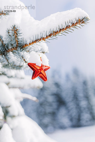 Sternförmige Weihnachtskugel am immergrünen Baum hängend